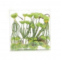 FLEURS CAROTTES SAUVAGE VERT