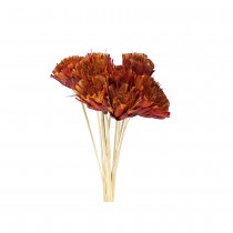 10 COUPES PROTEA REPENS TIGE DE BAMBOU 50CM ROUGE