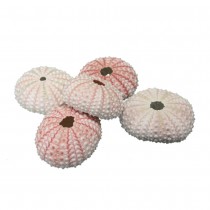 12 COQUILLES OURSIN DÉCO ROSE