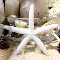 12 ETOILES DE MER FINGER STARFISH 10/15CM NATURE