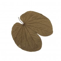 20 FEUILLES DE BÉGONIA BEIGE FONCÉ