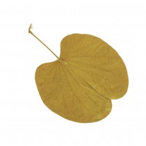 20 FEUILLES DE BÉGONIA MOUTARDE