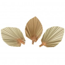 3 TÊTES FEUILLE DE PALME SÉCHÉES ÉVENTAIL 15X10CM