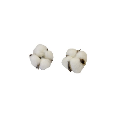 6 FLEURS DE COTON