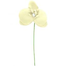 6 ORCHIDÉES - IVOIRE