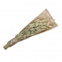 BOUQUET FLEURS SÉCHÉES VIVACE PHALARIS 120G NATURE