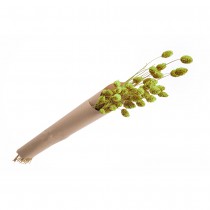 BOUQUET PHALARIS SÉCHÉS NATUREL 60CM 35G VERT