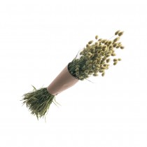 BOUQUET PHALARIS SÉCHÉS NATUREL 70CM 130G VERT