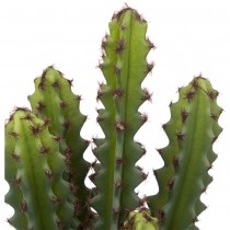 CACTUS POT TERRE CUITE TERRA ALI 12X30CM