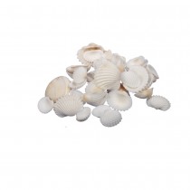 COQUILLAGES COQUES MER 500G NATURE