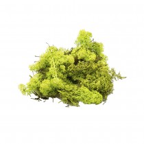 MOUSSE LICHEN ISLANDE NATURE 150G VERT