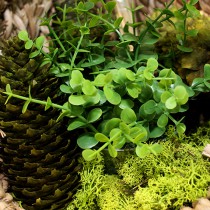MOUSSE VERTE NATURELLE 150 G