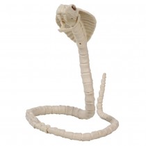 SQUELETTE COBRA 100CM