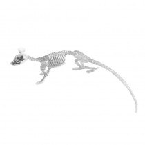 SQUELETTE RAT À POSER 33 CM