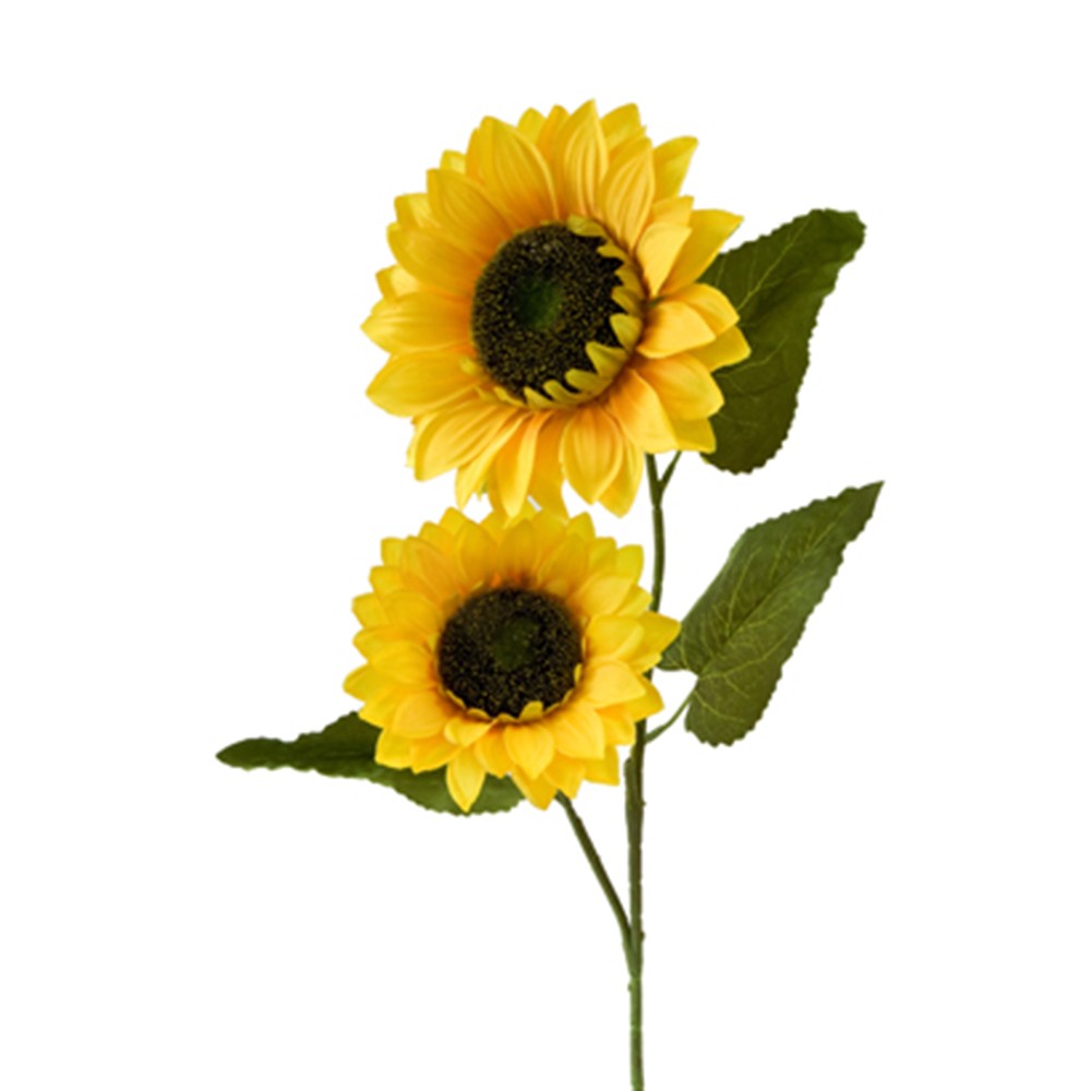 Tournesol