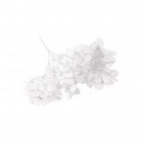 TIGE FLEURS SÉCHÉES 2G 10X5CM BLANC