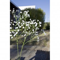 TIGE GYPSOPHILE 108 FLEURS 62CM BLANC